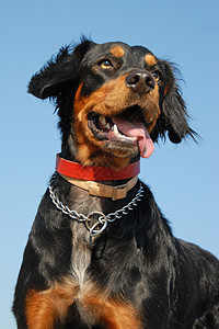 布里塔尼意大利语Name动物犬类舌头衣领猎狗天空宠物黑色猎犬蓝色图片