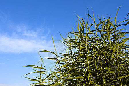 Reed绿色植物生长季节沼泽干草蓝色草地耀斑生活叶子阳光图片