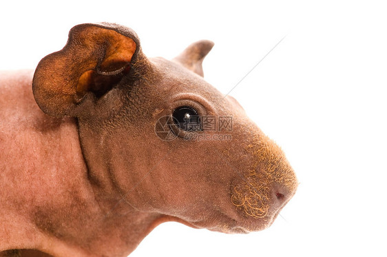 瘦小豚鼠猪鼻子仓鼠胡须绒毛哺乳动物朋友耳朵野生动物动物生活图片