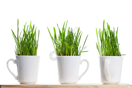 咖啡杯中的青绿新草盆栽燕麦棕色食物植物宠物白色环境地球园艺图片