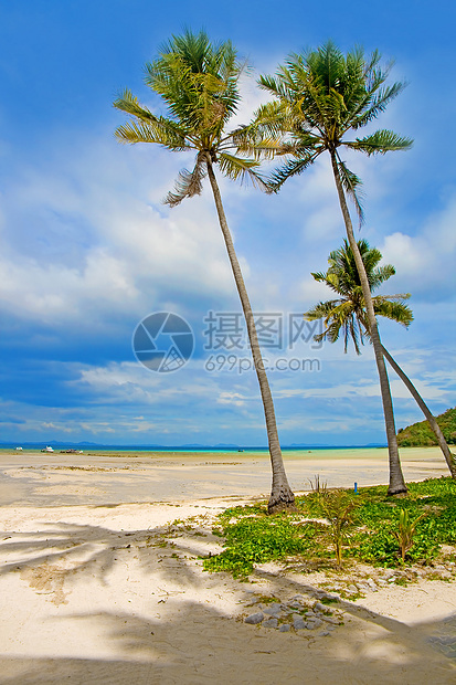 棕榈树海景天堂假期椰子风景晴天海岸棕榈海滩蓝色图片