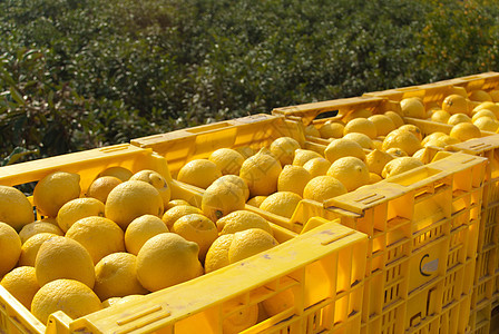 柠檬收获采摘案例黄色水果水平树木阳光场地树林盒子图片