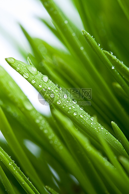 绿绿草淋浴水分叶子季节环境植物群燕麦水滴草地花园图片