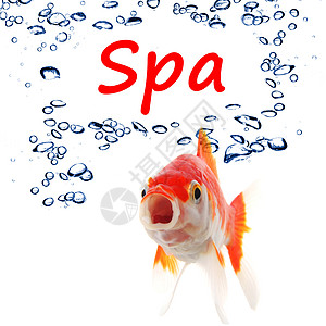 SPA 水疗金鱼洗澡白色平衡沙龙按摩健身房气泡桑拿动物背景图片