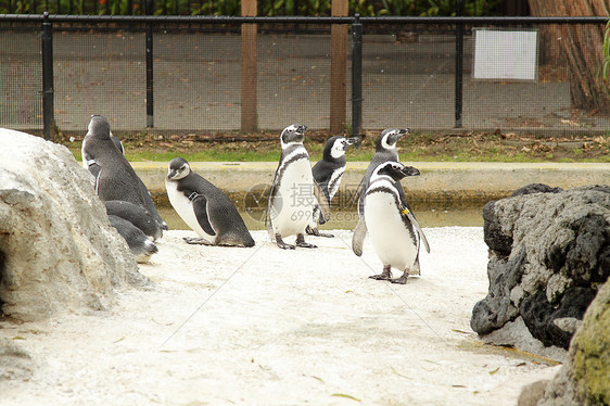 企鹅燕尾服黑色野生动物岩石生活团体荒野动物园白色图片