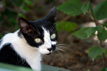 黑白猫绿色短发猫科头发眼睛黑色流浪哺乳动物小猫毛皮图片