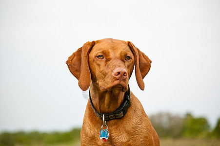 野中Vizsla Dog水平指针猎犬纯种狗棕色照片犬类动物宠物图片