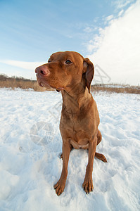 Vizsla Dog坐在雪地冬田里犬类哺乳动物宠物照片场地棕色指针图片