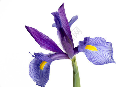 伊瑞斯黄色宏观鸢尾花花瓣复数白色百合植物植物群紫色图片