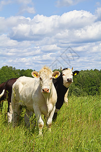 牧草中的牛小牛农业牧场奶牛动物家畜乳房好奇心农场哺乳动物图片