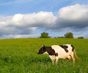 牧草中的牛牧场农业场景场地团体土地小牛家畜蓝色奶牛图片