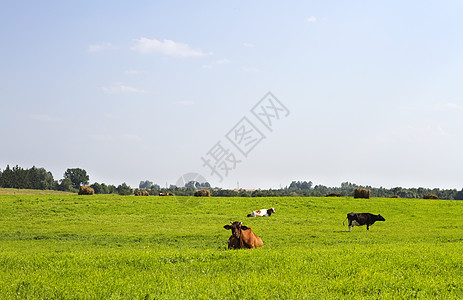 有奶牛的农村景观农场草地哺乳动物美化环境动物小牛土地相机蓝色图片