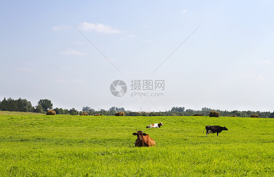 有奶牛的农村景观农场草地哺乳动物美化环境动物小牛土地相机蓝色图片