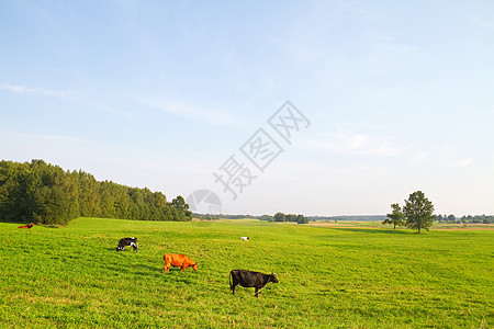 有奶牛的农村景观地平线蓝色草地植物爬坡食物动物小牛团体农业图片