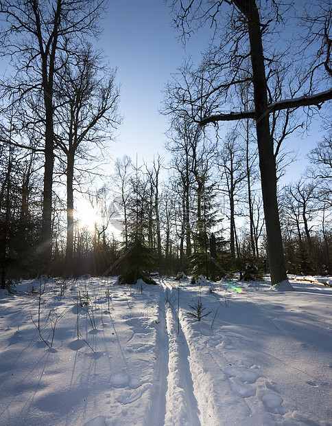 冬季森林 足迹 太阳图片