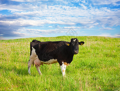 草原上的黑牛黑色棕色场景鼻子绿色哺乳动物家畜奶牛农场场地图片