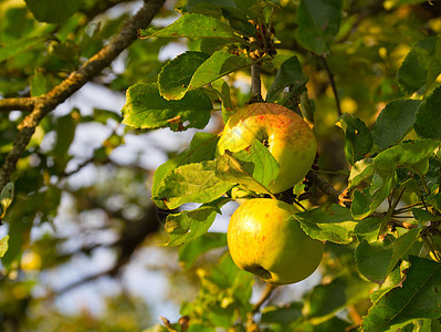 树枝上的成熟苹果季节阳光果园茶点红色天空团体花园农场食物图片