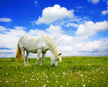 草地上的白马鬃毛牧场母马自由头发哺乳动物家畜场地马背动物图片