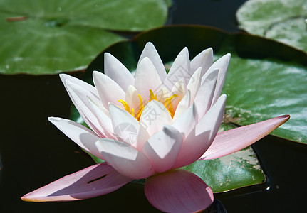 水百里热带阳光花瓣宏观花园季节场景摄影池塘叶子图片