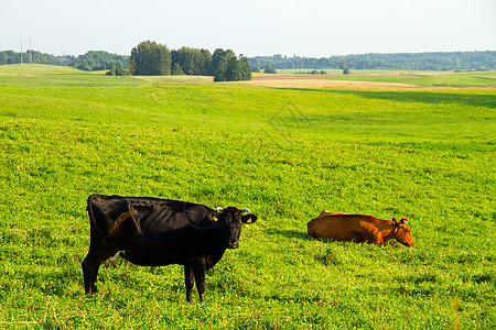 牧草中的牛农场土地奶牛蓝色场景天空农业团体牧场好奇心图片