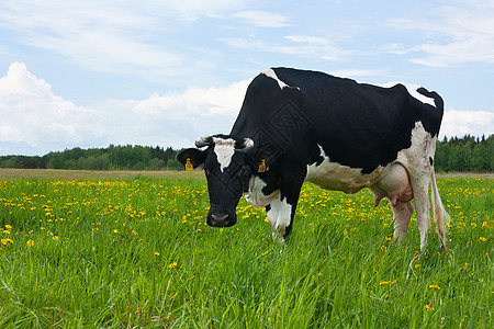 牧草中的牛蓝色家畜哺乳动物动物好奇心乳房土地农业农场天空图片