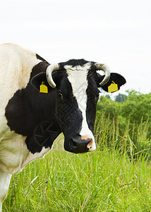 草地里的牛排 肖像土地乳房奶牛场景天空哺乳动物家畜农业小牛农场图片