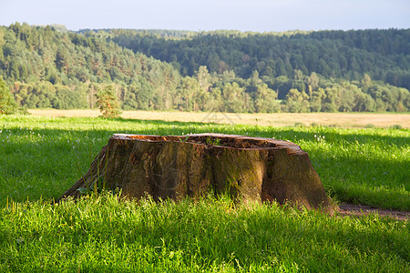 草地里的树桩植物历史幽谷腐烂树木绿色乡村橡木公园木头图片