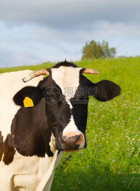 草地里的牛排 肖像哺乳动物动物奶牛家畜天空小牛牧场场景场地土地图片