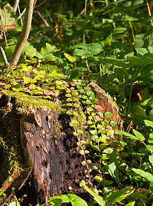 草地里的树桩木头植物腐烂苔藓幽谷树木风景森林场景历史图片