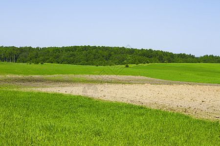 夏季农村景观牧场自由环境孤独季节叶子阳光蓝色土地农场图片