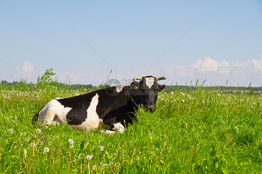 牧草中的牛家畜哺乳动物小牛蓝色场地天空奶牛团体动物农业图片