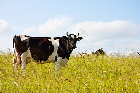 草原上的黑牛家畜农业白色农场乡村蓝色天空奶牛场景好奇心图片