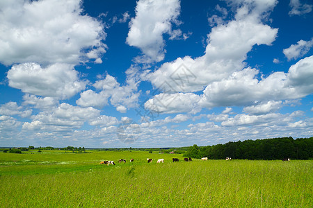 有奶牛的农村景观美化动物团体相机奶制品家畜植物农业农场天空图片
