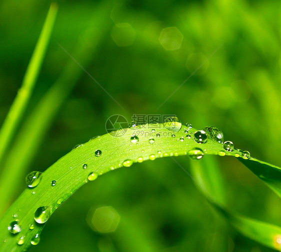 在绿草上露露活力飞沫季节生长植物植物学叶子刀刃草地雨滴图片