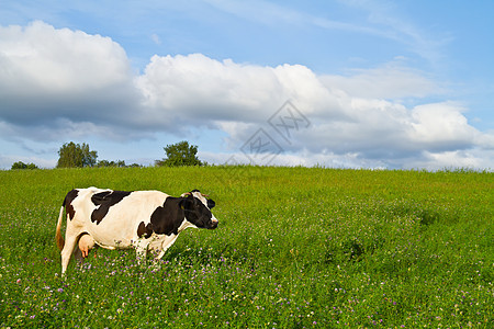 牧草中的牛蓝色牧场牛奶奶牛好奇心场地场景农场地平线土地图片