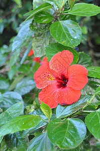 希比斯花花花瓣植物植物学叶子热带野生动物情调雌蕊风暴绿色图片