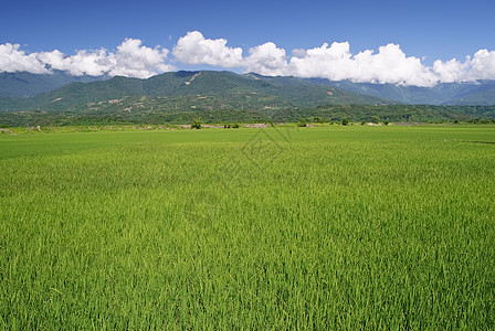 绿农场蓝色场景文化墙纸国家农田栽培风景植物天空图片