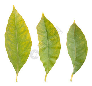 柠檬叶白色季节植物群收藏工作室绿色叶子植物生活树叶图片