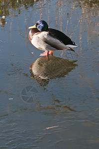 Mallard 或野鸭 是一只摇摆的鸭子公园海浪野生动物羽毛生活食物水禽游泳反射池塘图片