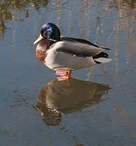 Mallard 或野鸭 是一只摇摆的鸭子公园荒野账单水禽观鸟游泳蓝色水坑池塘野生动物图片