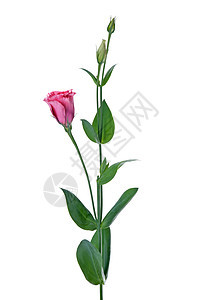 美丽的粉红色花朵热带植物学花瓣园艺植物花束植物群白色粉色生长图片