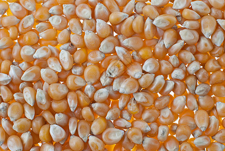 玉米密闭宏观农场饮食地毯营养生产烹饪食物罐头核心图片