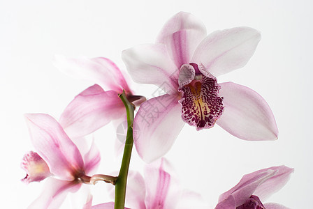 白兰和粉红兰花植物群植物白色粉色活力植物学紫色花束绿色花瓣图片