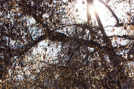 阳光明树叶子日落植物学天空树木日光橙子土地晴天季节图片