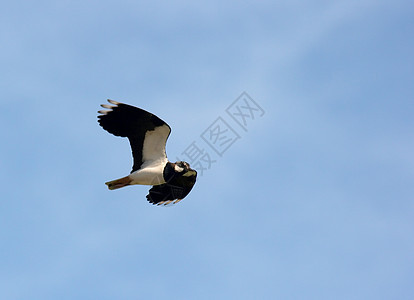 鸟野生动物翅膀自由蓝色荒野环境天空海鸥羽毛漂流图片