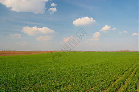外地耕作植物谷物草地生活农场食物农田蓝色平原图片