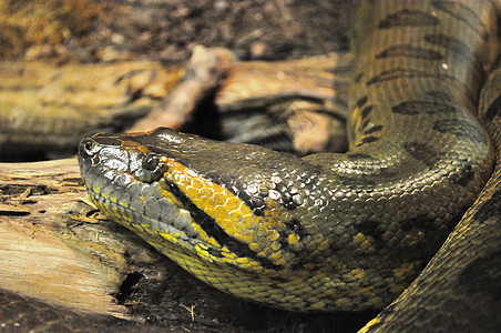 蛇眼分支机构动物爬虫蜥蜴动物园哺乳动物自然保护区图片
