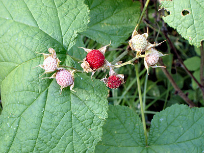 草莓花瓣植物群红色树叶花朵叶子绿色图片