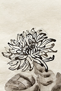 中华传统绘画植物插图手工刷子艺术品黄色墨水艺术菊花文化图片
