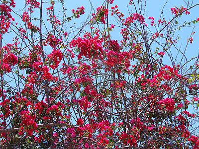 布干维尔a热带乐趣粉色天空灌木红色气候旅行植物情调图片